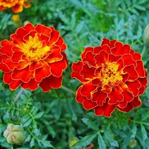 Image of African Marigold Flower Seeds Red F1 Hybrid | Winter Season Plant | Outdoor Gardening | Big Red Marigold | 100 Seeds Pack + 20 Free
