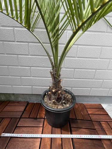 観葉植物 ココスヤシ」の人気商品一覧 | 安い商品を通販サイトから探す