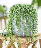 BALDUR Garten 1x Erbsenpflanze Senecio rowleyanus...