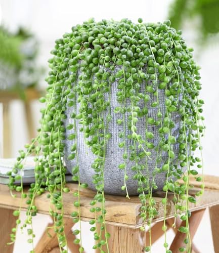 BALDUR Garten 1x Erbsenpflanze Senecio rowleyanus, Pflanze im 12 cm-Topf, Perlenkette, Perlenschnur, Sukkulente, Grünpflanze, mehrjährig - frostfrei halten, pflegeleicht, Wasserbedarf gering