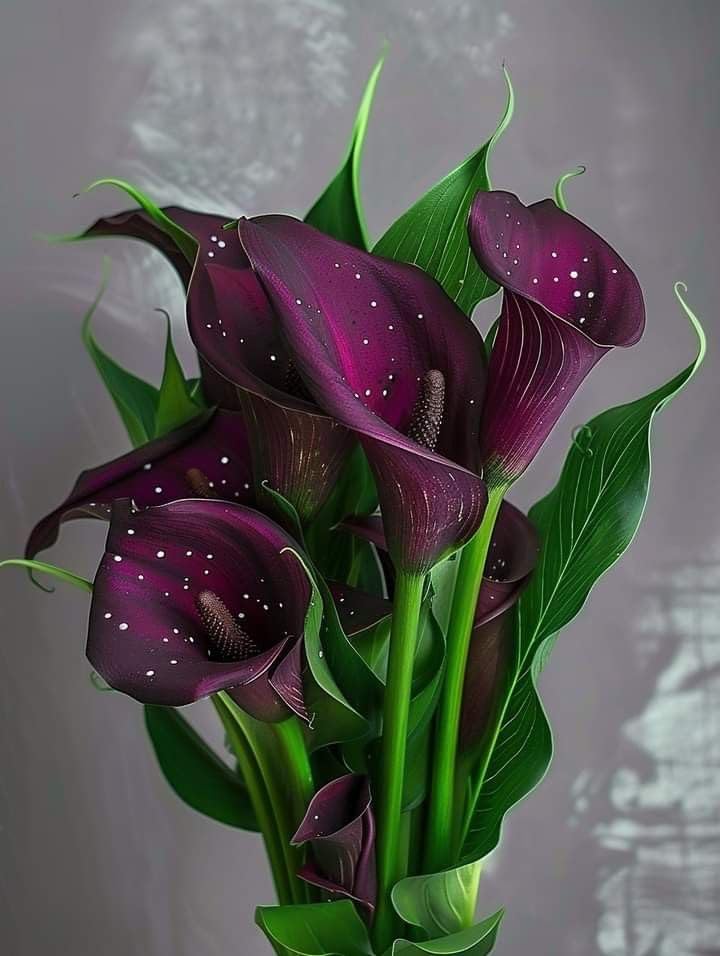 Ritz Farming® Calla Lily imported flower bulbs for Home and Gardening pack of 1 bulb (DARK PURPLE) (B0DCCGWP8H) Amazon Price History, Amazon Price Tracker