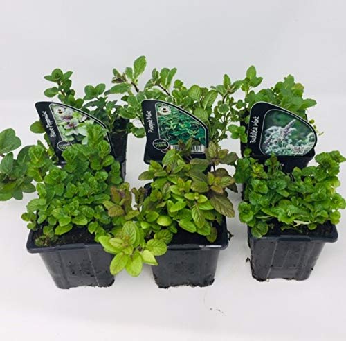 6 x Mint Herb Mix - Grapefruit - Spearmint - Apple - Common Mint