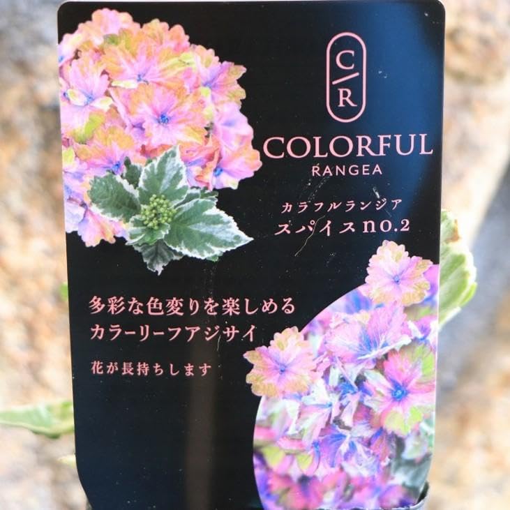 Amazon.co.jp: 斑入り アジサイ スパイス NO.2 3号ポット苗 1株販売