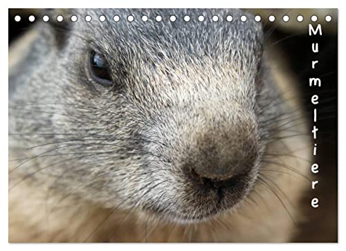 Preisvergleich Produktbild Murmeltiere (Tischkalender 2023 DIN A5 quer), Calvendo Monatskalender