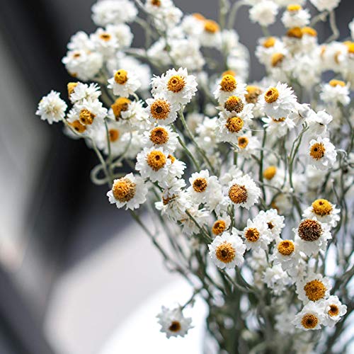 Ramo de flores secas de crisantemo silvestre para decoración miniatura 3