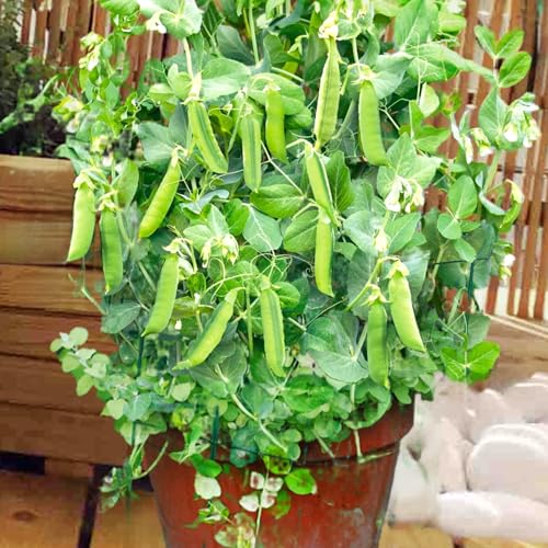 TomorrowSeeds - Patio Pride Snap Pea (USDA Organic) Seeds - 90+ Count - for 2026 Planting AAS Winner Container Small Garden Bush Dwarf Fast Growing Vegetable Peas Heirloom Grow Your Own Home Farm