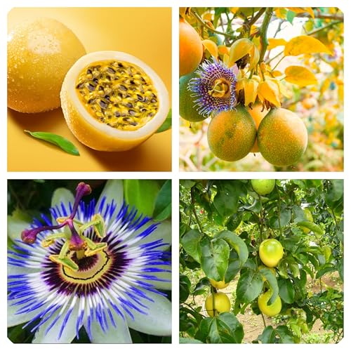 Semi di Frutto della Passione, Pianta Rampicante Tropicale, Maracuja Giallo, Confezione 15 Semi