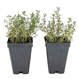 2 Garden Thyme Plants in 3.5” Cubes | Live Aromatic Evergreen Culinary Herb with Earthy Flavor | Fast-Growing Perennial Shrub for Cooking, Pollinator Landscaping & Containers (Thymus vulgaris)