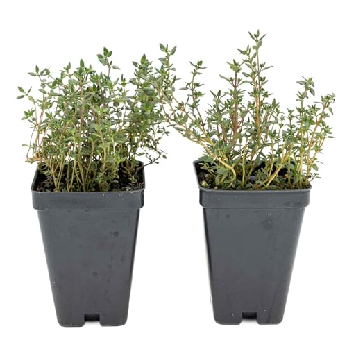 Garden Thyme Live Plants