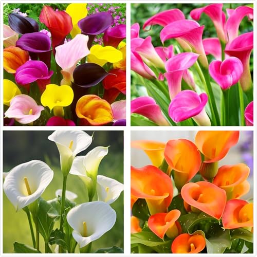 100 pcs White Pink Red Purple Calla Lily Seeds Beautiful Flowers Mix Color