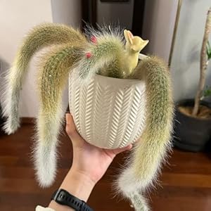 Generic Affenschwanzkaktus Samen 50pcs