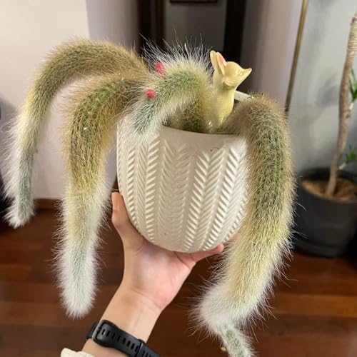 Generic Affenschwanzkaktus Samen 50pcs