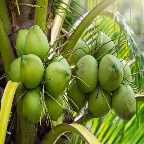 Image of Rare Vietnam Dwarf Coconut Tree Live Plant (Green-Yellow Hybrid) | Early Fruiting in 3 Years | Healthy Tropical Fruit Plant for Home Garden, Terrace & Farm Plantation