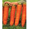 Seeds Carrot Red Giant Heirloom Vegetable Non GMO