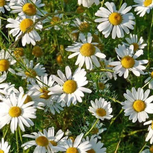 German Chamomile Live Plant (Matricaria chamomilla) - Healthy Aromatic Herbal Plant for Home Garden - Natural Stress Relief & Calming Tea Plant - 1 Live Plant in Nursery Bag-image-14
