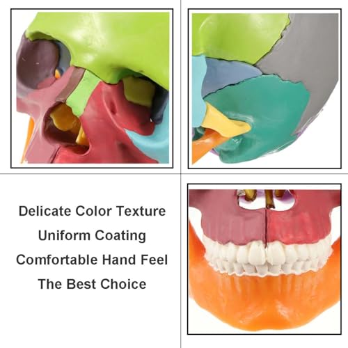 Image of Anatomical Skull Model 15 Parts Human Skull Model Detachable Palm-Sized Multicolor Skull Skeleton Model for Medical Students, Teaching Tools Learning with Color Study Manual(Hand Size)