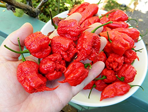 100pcs Fresh Rare Red"Carolina Reaper" Pepper Semillas (hot Chilli) Organic Vegetable Semillas