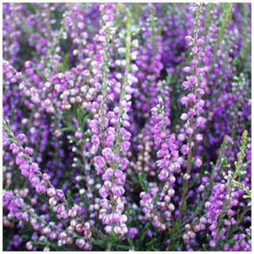 GrowOn Shrubs [x4] Scottish Heather Calluna Vulgaris 'Easter Bonfire' | Multi-Pack | Evergreen Shrubs | Outdoor Garden Ready Plants | Summer and Autumn Flowering | Purple Flowers