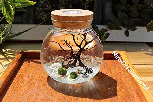 Amazon.co.jp: NewDreamWorld ホワイトクリスタル LED まりも 水槽