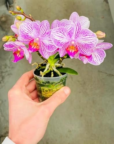 POWERS TO FLOWERS - ORCHIDEA PHALAENOPSIS-BONSAI ROSA STRIATA A FIORE XL, Pianta Vera