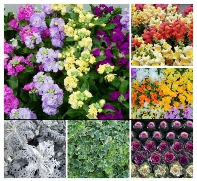 迎春用 花苗セット20ポット