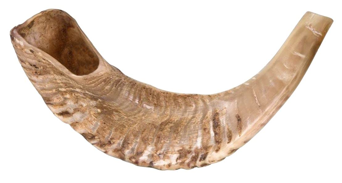 Chofar en corne de bélier - Semi-poli - 33-37 cm