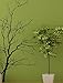 Stickerbrand© Nature Vinyl Wall Art Bare Tree Branch Wall Decal Sticker - Black, 84