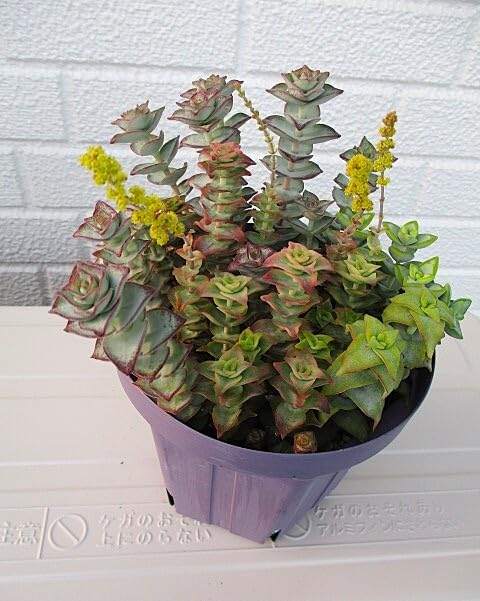 Amazon.co.jp: 多肉植物 クラッスラ 南十字星…寄せ植え＿ : ホビー