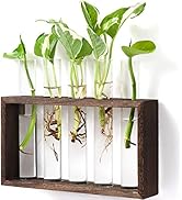 Mkono Wall Hanging Glass Planter Plant Terrarium Modern Flower Bud Vase in Wood Stand Rack Tablet...