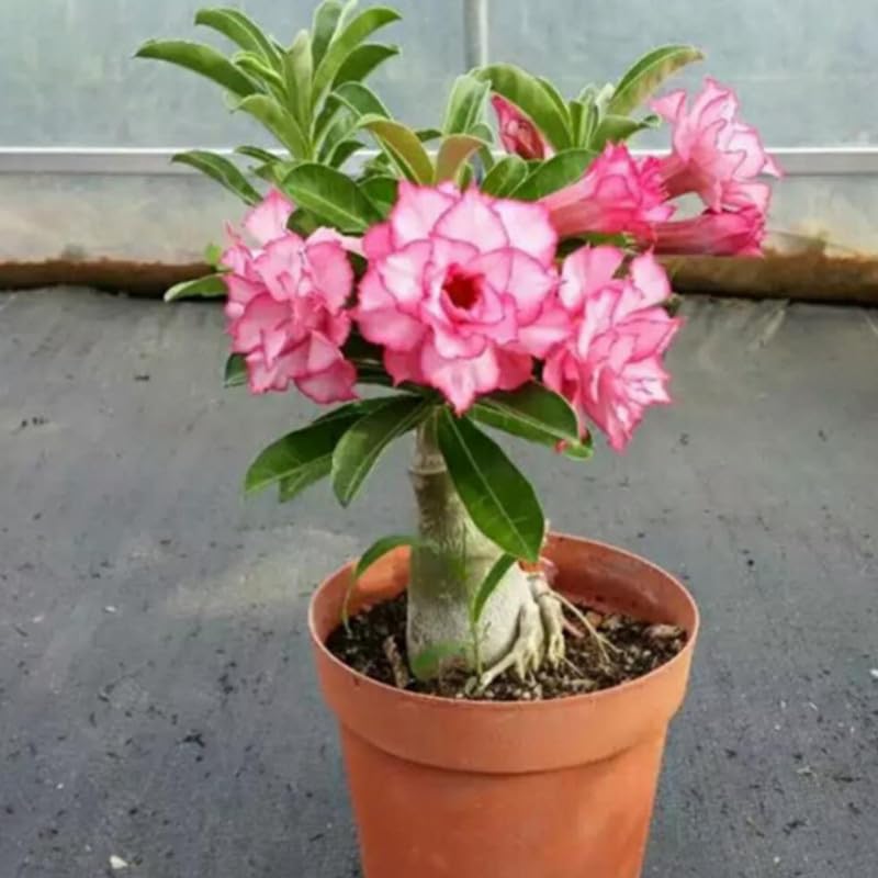 Ficus bonsai tree live plant,Adenium Desert Rose Live flower Plant for Garden Indoor Pack of 1 Live plant With pot-image-37