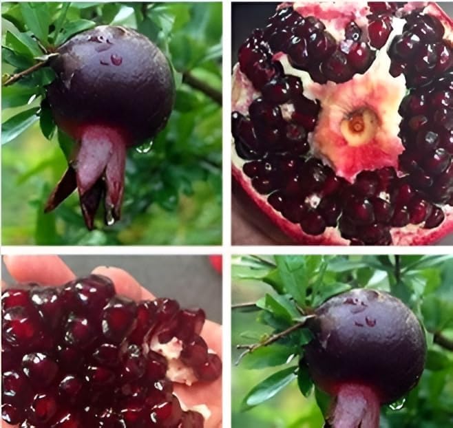 Cloud Farm BLACK Pomegranate plant "Grafted hybrid - 1 Healthy Live Super Yielding Early Fruting Anar Plant 1-1.5 Ft Height in Nursery Grow Bag for Home Garden,CF_T16 (B0D2KBRN9R) Amazon Price History, Amazon Price Tracker