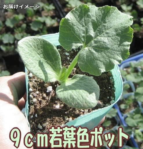 かぼちゃ ロロン 9cmポット苗 カボチャ