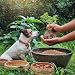 Trade Teamwork Colostrum Drops für Hunde – Leckerlis mit wertvollem Kuh-Kolostrum (200 g) - Natürliche Unterstützung für EIN glückliches Hundeleben