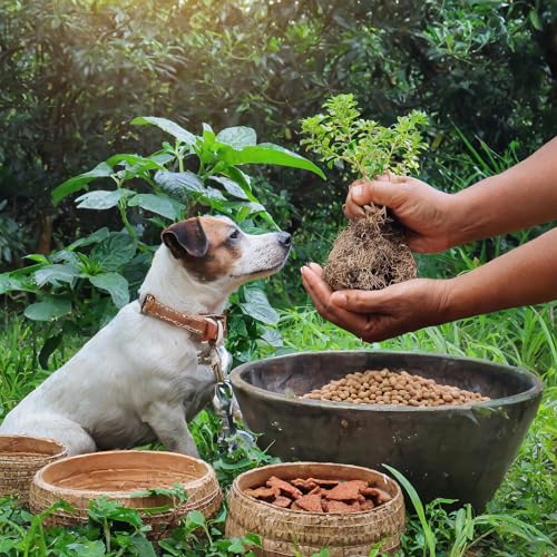 Trade Teamwork Colostrum Drops für Hunde – Leckerlis mit wertvollem Kuh-Kolostrum (200 g) - Natürliche Unterstützung für EIN glückliches Hundeleben