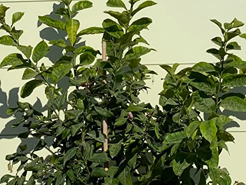 TropicTrees Citroenboom met een hoogte van 150-170 cm en een stamomtrek van 8-10 cm, citroenen voor het maken van sap… - Image 4