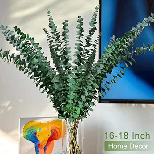 Dried Preserved Eucalyptus For Shower Bundle - 100% Natural 14 Pcs Real Eucalyptus Stem, 17" Fresh Hanging Shower Plant Bouquets, Flower Vase Arrangements, Greenery Wedding Home Decor #TOP1