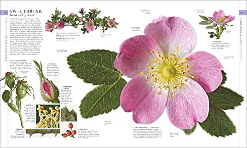 Image of Natural History (DK Definitive Visual Encyclopedias)
