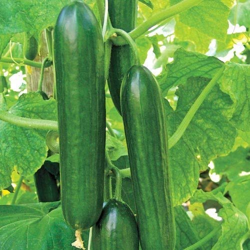 Golden Hills Farm (AVG 100-288) seeds Cucumber Parthenocarpic Op, Beit Alpha Seeds (B07ZJ3MM1L) Amazon Price History, Amazon Price Tracker
