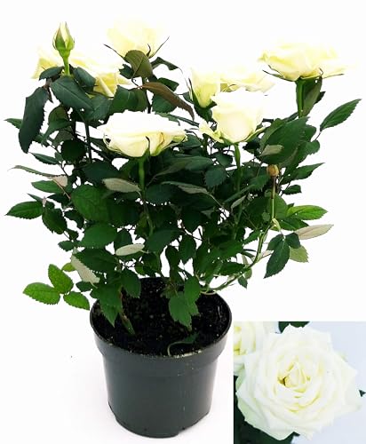 POWERS TO FLOWERS - ROSA DA GIARDINO RAMPICANTEe RIFIORENTE, ROSA BIANCA, Pianta Vera