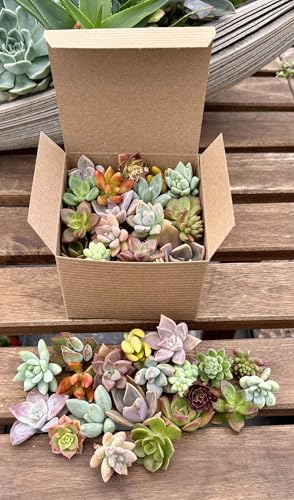 20 Assorted Live Succulent Cuttings, No Repeats Great for Terrariums, Mini Gardens, and as Starter Plants by The Succulent Cult