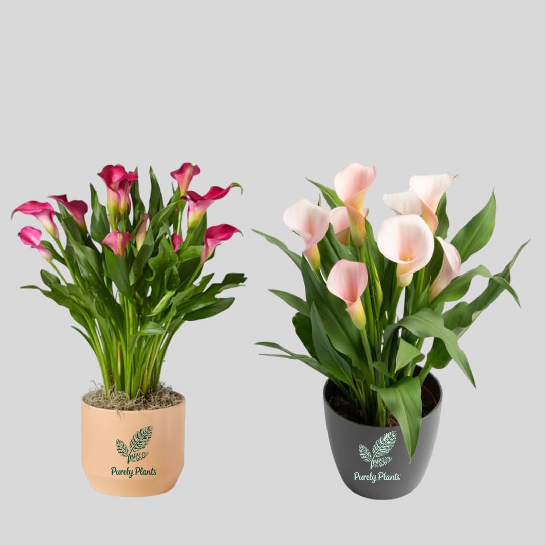 Live Peace Lily Plant Or Spathiphyllum Plant Indoor Outdoor Plant Air Purifier Oxygen Supplier Good Luck with Square Pot for Living Room/Bedroom/House/Office (Pack Of 2)-image-7