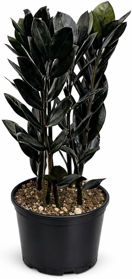 Black ZZ Plant Live Indoor Houseplant in 6 Inch Pot, Raven ZZ Plant, Zamioculcas Zamiifolia, Low Maintenance Potted Plant for Home and Office