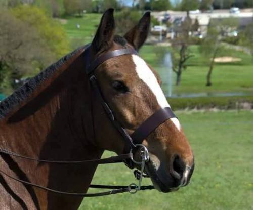 Equipride Working Hunter Bridle 2" Wide Noseband with Rubber Grip Reins (Brown, Extra Full)