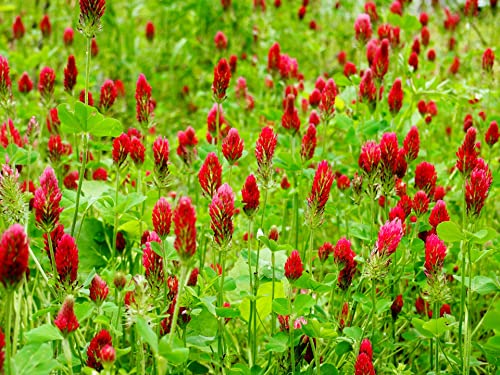Crimson Red Clover Flower for Green Manure - 25GM Pack to attract Bee, Pretty Garden School yard Cottage 3000 seeds
