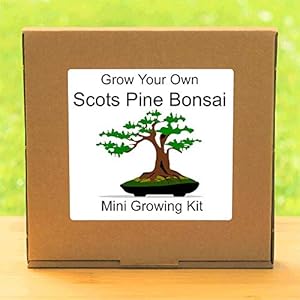 Kweek je eigen Schotten Pine Bonsai Boom Kit – Indoor Tuinieren Verjaardagscadeau