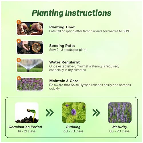 Outsidepride Purple Anise Hyssop Seeds for Planting - 5000 Pcs Perennial Herb Garden Seeds with Fragrant Blooms Attractive to Pollinators, for Small Gardens, Containers, & Xeriscaping - Image 4