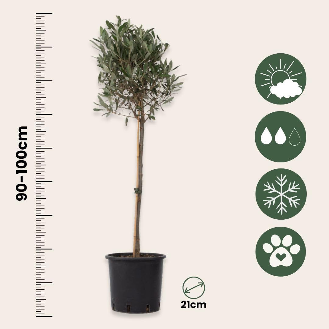 Olea Europaea Oliviers sur tige Set de 2 Pot 21cm Hauteur 90-100cm