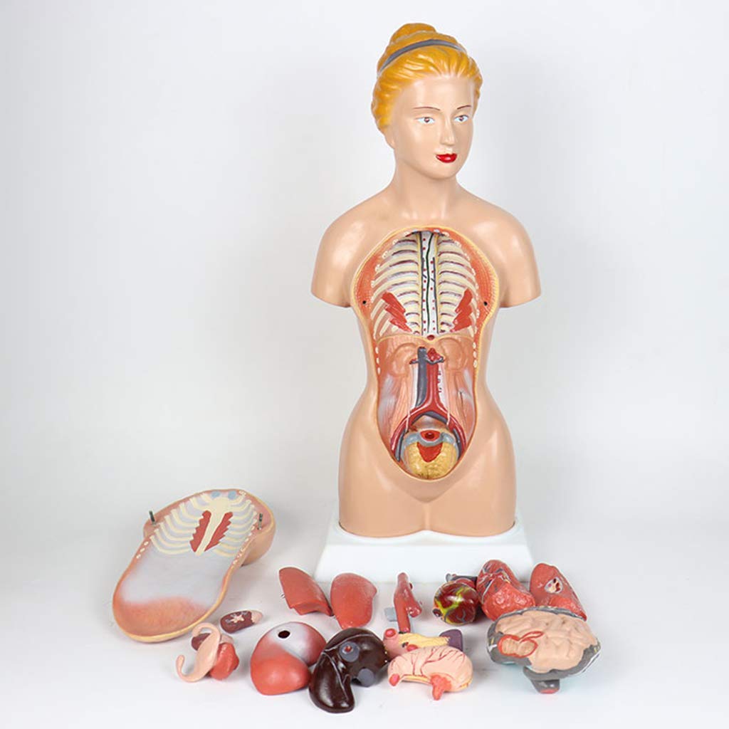 Modelo De Torso De 45 Cm - Modelo Anatómico del Torso Humano - Modelo De Ciencia De Órganos Internos Humanos Descomponibles - para Ayuda De Formación Educativa Médica, Equipo De Laboratorio