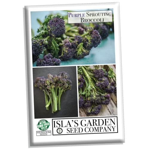 Purple Sprouting Broccoli Seeds, 500+ Heirloom Seeds Per Packet, (Isla's Garden Seeds), Non Gmo Seeds, Botanical Name: Brassica Oleracea, 85% Germination Rates #TOP1
