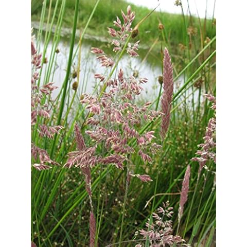 Lincolnshire Pond Plants Live Aquatic Marginal Cover
